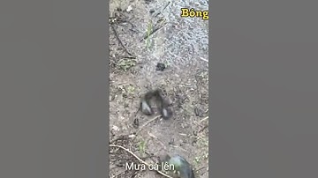 Trời mưa cá lên #bongluamientay