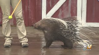 Wild Wednesday African Cape Porcupine