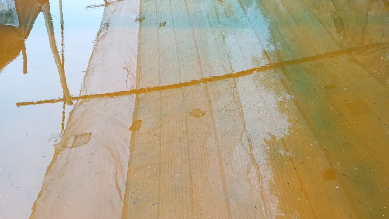 CÁCH TẠO MÀU TẢO CHO NÒNG NỌC