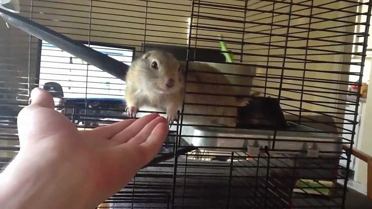 Richardsons Ground Squirrel