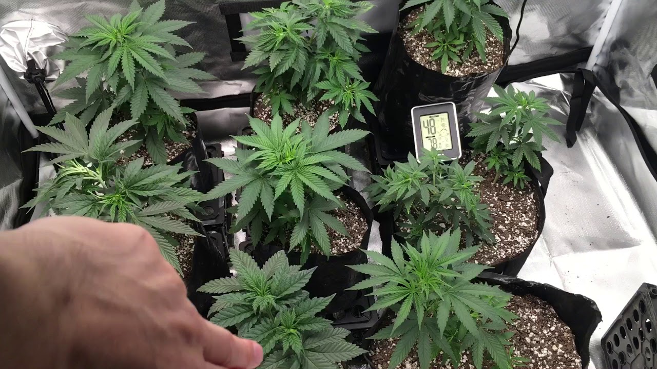 Pre-sexing cannabis in veg cycle