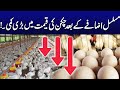 Chicken Prices Down | Big Breaking News | City42