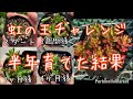 【多肉植物】半年本気で虹の玉育ててみた結果