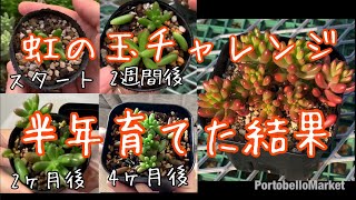 【多肉植物】半年本気で虹の玉育ててみた結果