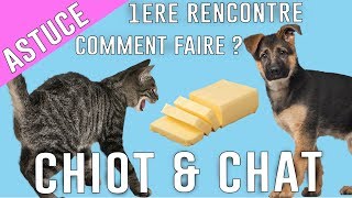 COHABITATION CHIEN et CHAT (la première rencontre)