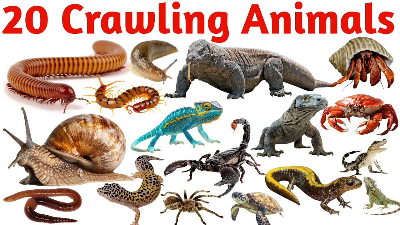 20 रेंगने वाले जानवरों के नाम | Learn 20 Crawling Animals Names in ...
