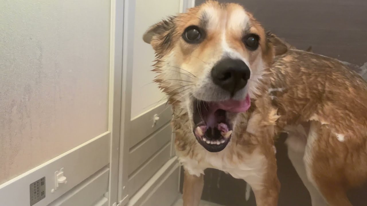 【犬のお風呂】なゆた（保護犬）ママと一緒【犬のきもち】