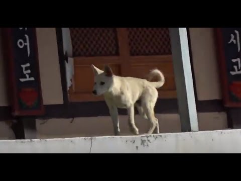 아름다운 사찰을 수호하는  귀여운 진돗개  3마리. 3 cute Jindo dogs protecting the beautiful <strong>Temple</strong>...Jeonju..全州市...KOREA
