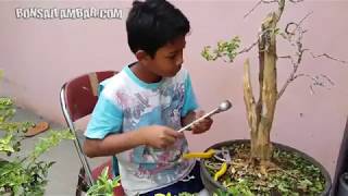 Kreatif ! Bocah bocah ini bikin bonsai dan pot bernilai tinggi