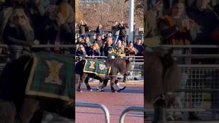 Corporal Cruachan Iv, A Shetland Pony And Beloved Mascot Of The Royal Regiment Of Scotland