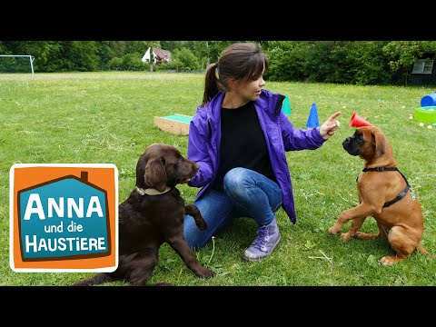 Ein Tag in der Hundeschule | Information für Kinder | Anna und die Haustiere | Spezial