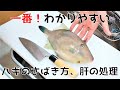 【初心者向け】カワハギの仲間「ウマズラハギ」のさばき方と肝の処理のやり方【肝醤油の作り方】【刺身】