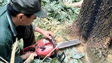 anh thợ cưa hạ cây tràm bông vàng rất cao khủng #angiang #cuacay #mientay