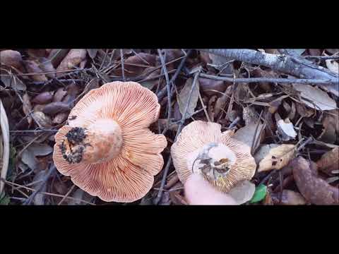 Os cogumelos Lactarius