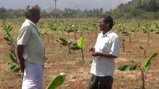 banana cultivation  technique.வாழை  சாகுபடி தொழில் நுட்பம்