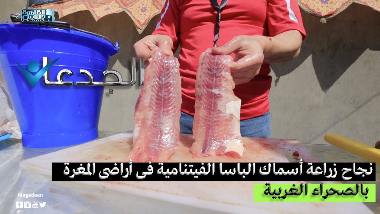 نجاح زراعة اسماك الباسا الفيتنامية فى أراضى المغرة بالصحراء الغربية