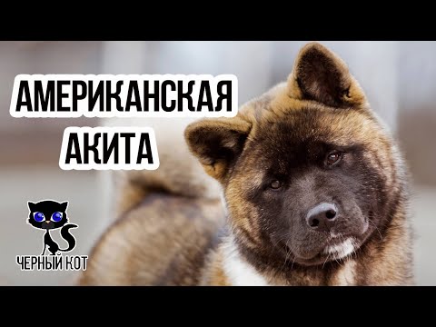 ✔ Американская акита -  своенравная, но преданная и умная порода собак