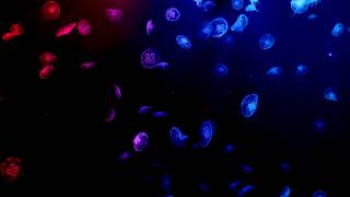 Bioluminescent Abyss | 2HR Premium OLED Screensaver for Dynamic Backdrops