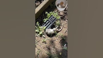 Rat traps! What really works? #rats #therat #trending #fyp #viral