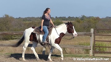 The Winning Ticket - slow jog, lope-off, big stop! - ValleyViewRanch.net