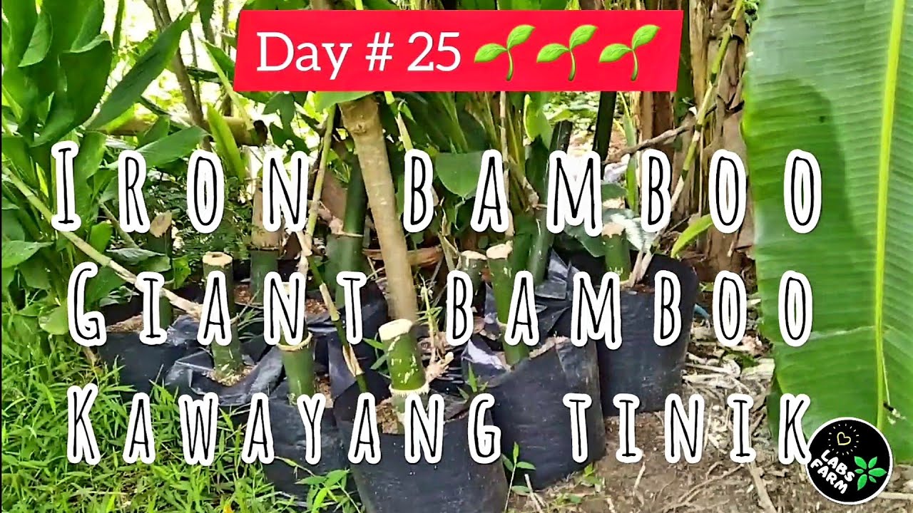 Bamboo Propagation - Easy and Fast Way