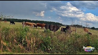 The Bull Next To Starkey Gap Trail Is Watching Me