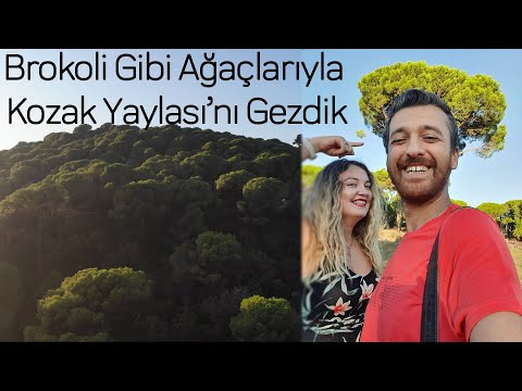 Gizli Cennet Kozak Yaylası | Brokoliye Benzeyen Fıstık Çamı Ağaçlarının Sonu mu Geliyor!!!