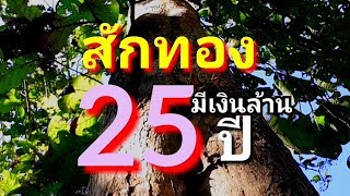 ต้นสักอายุ25ปี มีเงินล้าน ep31