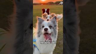 Download Lagu Inilah alasan anjing suka menjulurkan lidah! #FaktaUnikAnjing #FaktaHewan #AnjingLucu #EdukasiHewan MP3