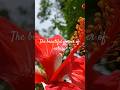 Amazing Natural Flower Garden View | Peaceful Nature | प्राकृतिक फूलों की खूबसूरती #shorts #nature