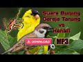 Suara Burung Gereja Tarung Vs Kenari Masteran Burung Mp3 - Mp4 Download