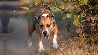 THE AMERICAN STAFFORDSHIRE TERRIER  FIGHTING DOG TO CHAMPION?