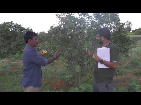 Sugar Baby Mango Farming