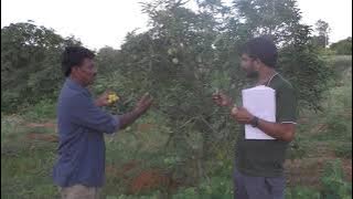 Sugar Baby Mango Farming