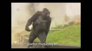 Կատաղածը /Kataghats gorillan/ Կընըզված/ կըզնըված