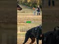 Dog Training: Prey Drive vs. Defense Drive Myths DEBUNKED! #shorts
