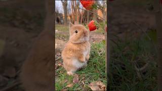 From Baby To Beauty Animal Growth Glow Ups