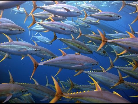 Fantastische Bilder von Thunfisch und verschiedene Arten von Thunfisch