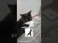 El gato con botas captado en la vida real 😱