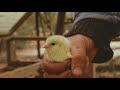Primeros Pollitos del Año - Planes Para las Ocas, Patos y Gallinas este 2021