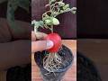 Grow tomato by unique way#shorts #youtubeshorts #tomato #plants #garden #ytshorts