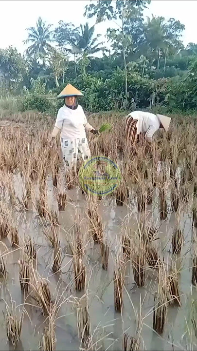 Planting rice using the TOT system (without tillage)