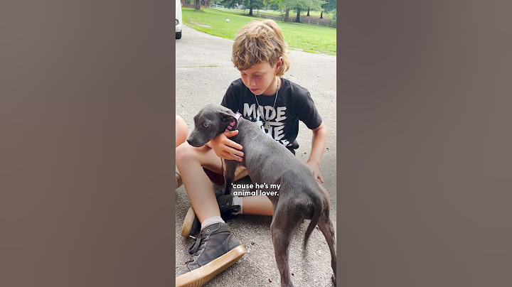 Boy Begs His Mom To Keep The Dog They Rescued From The Street | The Dodo