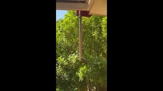 Famous 'Huge' Carpet Python Falls From Roof Onto Sydney Woman's Deck Net Worth