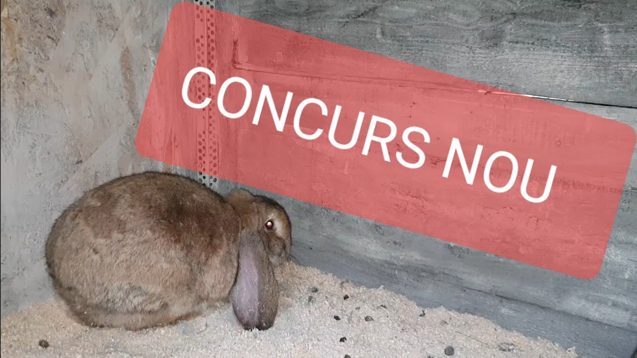 Concurs nou, vizita surpriza, cadou, si achizitie de berbec german  FGB Ep. 534