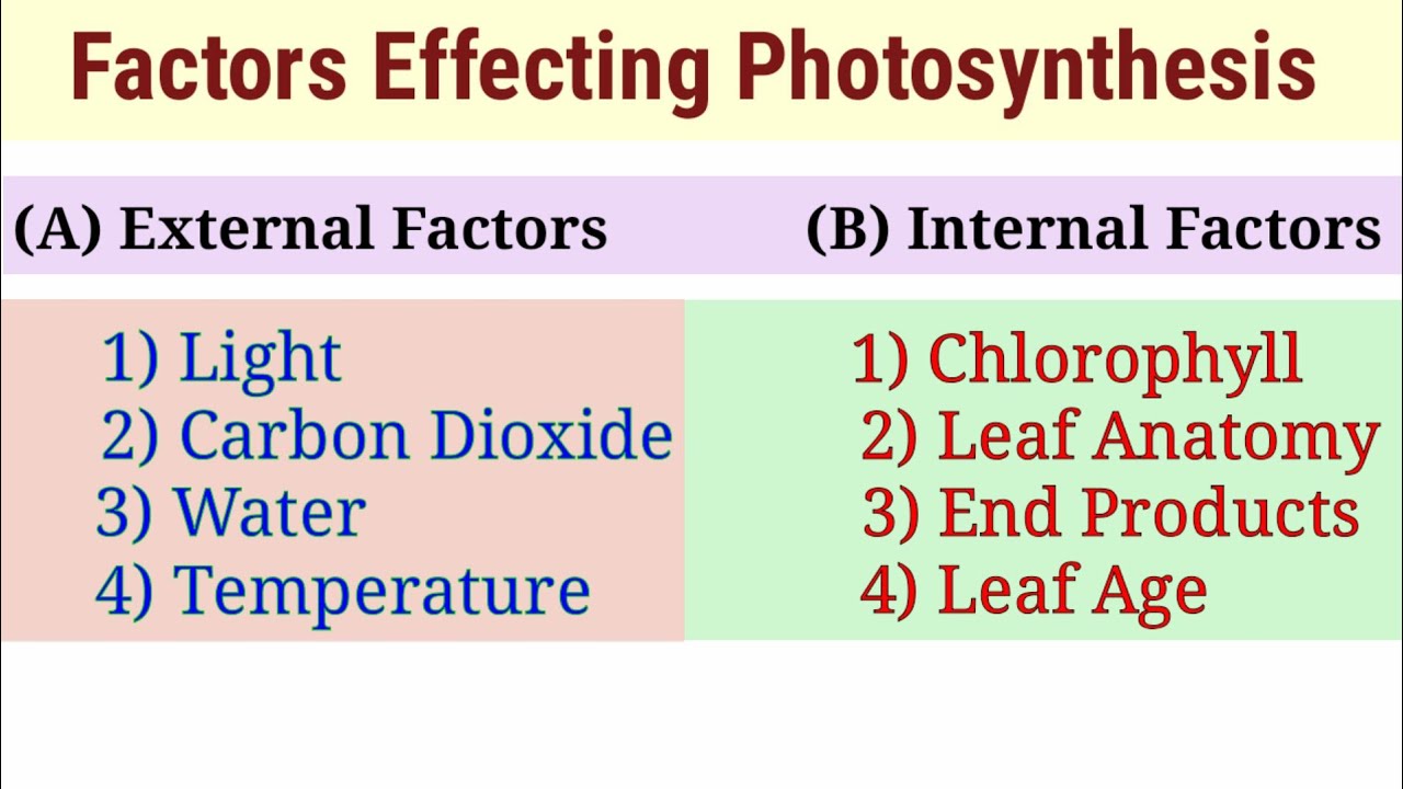 Factors Affecting Photosynthesis | Lec. 38 | Plant Physiology - YouTube
