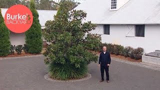 Burke's Backyard, Top 5 Most Stylish Plants. Top 5 most attractive plants.
