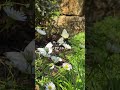 ❤️My kind of Happiness 😊 || #trending #shorts #short #shortvideo #love #ytshorts #yt #viralvideo