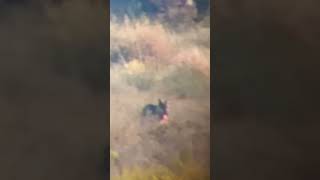 Lobo ibérico (Canis lupus signatus) portando un trozo de corzo.