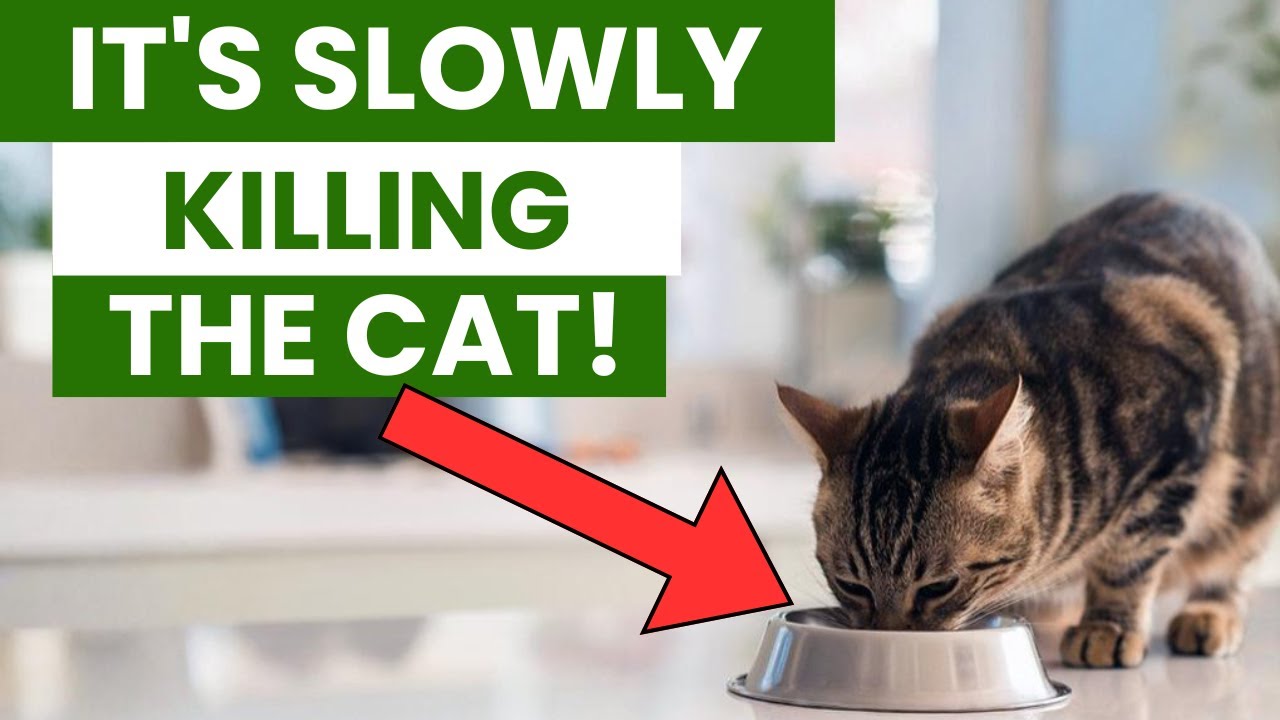 10 Mistakes That Slowly Kill Your Cat